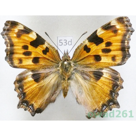 Nymphalis polychloros (Linnaeus, 1758) ex. larva Slovakia53d